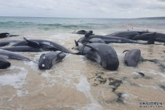 150多头鲸鱼在西澳海滩搁浅