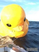 失踪海上的大黄鸭其实早就被人找到了