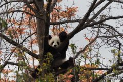 绝望的阿德动物园希望以“熊猫色情片”激发爱