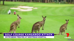 悉尼一名男子在打高尔夫球时，被袋鼠袭击而受