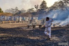 蜂箱在林火中烧毁，蜂蜜或将涨价