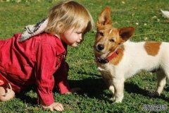 3岁女孩带着狗狗迷失西澳内陆24小时，被直升机