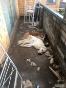 慎入：一只叫牛奶的狗被关在阳台活活饿死 25岁