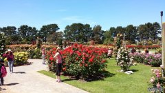 2013 State Rose Garden