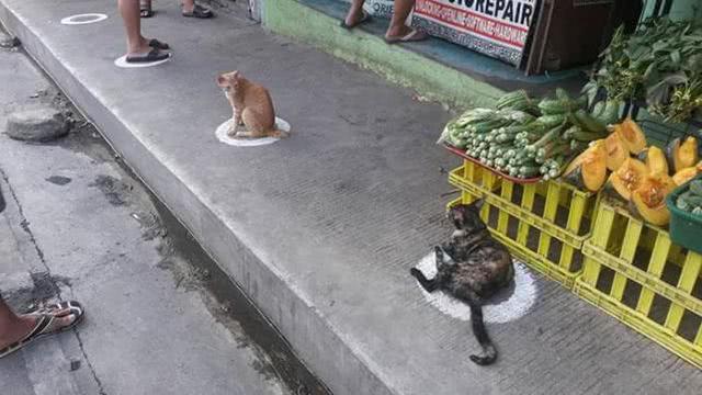 新冠肆虐，菲律宾在人行道画地为圈，流浪猫排队站位比人还精准