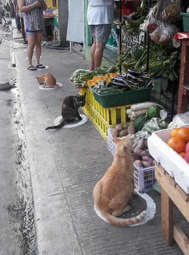 新冠肆虐，菲律宾在人行道画地为圈，流浪猫排队站位比人还精准