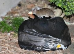 悉尼街头涌入大批“饿坏了”的老鼠，住宅屋顶
