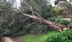 “妖风”夜袭墨尔本，多地房屋树木损害！下午