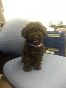 Toy/Miniature Poodle 泰迪犬，breeder，奥克兰