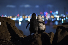 澳洲两只企鹅搂搂抱抱看夜景成网红，还获大奖