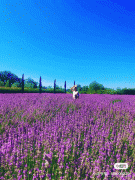 近20年最美薰衣草季！悉尼5个百公顷紫色花海打