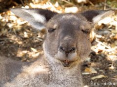 猎奇：袋鼠已达澳洲人口的两倍，和绵羊抢青草