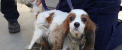 澳洲女子好心收养流浪狗，结果被判拘留三个月