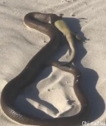 恐怖！珀斯著名海滩毒蛇出没，生吞蜥蜴太可怕