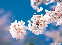 美到窒息！墨尔本绝美花田盛开！今年夏天最后