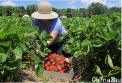 季节性工人难寻草莓难採摘 昆州10万奖金鼓励农