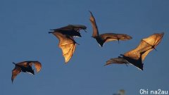 澳洲蝙蝠再次来袭，携带致命病毒！出没各大居