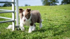 【宠物】九周大的工作犬打破世界纪录 | 13,877澳