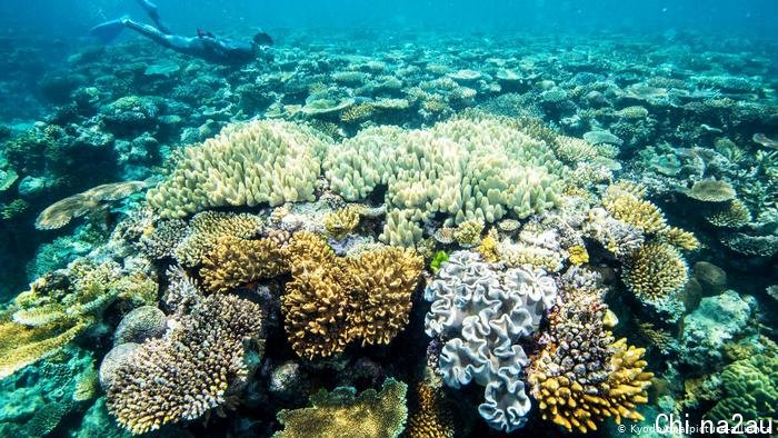 Australien | Korallenriff | Great Barrier Reef