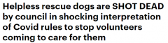 新州救援犬因疫情限制令被枪杀，当地议会拒绝