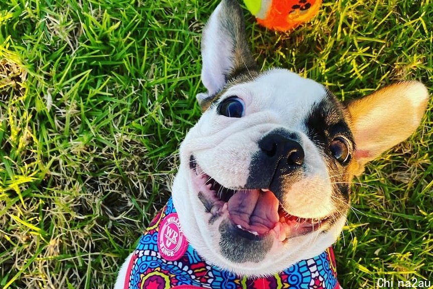 A dog lies on a lawn smiling next to a colourful ball