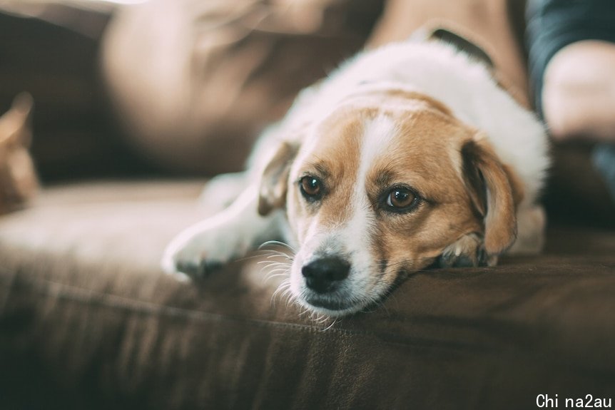 A sad and lonely dog sits on a couch.