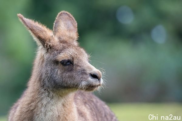 ▲东部灰袋鼠Eastern Grey kangaroos。（图／取自免费图库Pixabay）