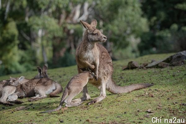 ▲东部灰袋鼠Eastern Grey kangaroos。（图／取自免费图库Pixabay）