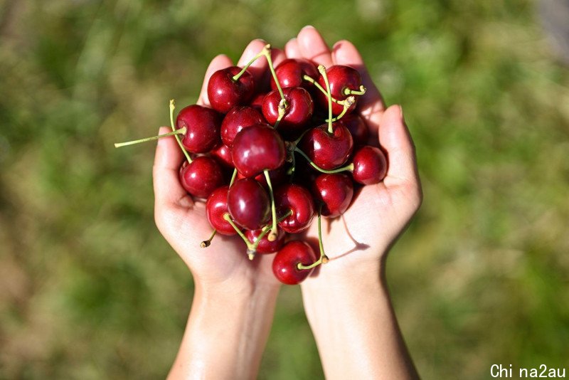 pick-your-own-cherries-at-this-yarra-valley-cherry-picking-festival-159662-2.jpeg,0