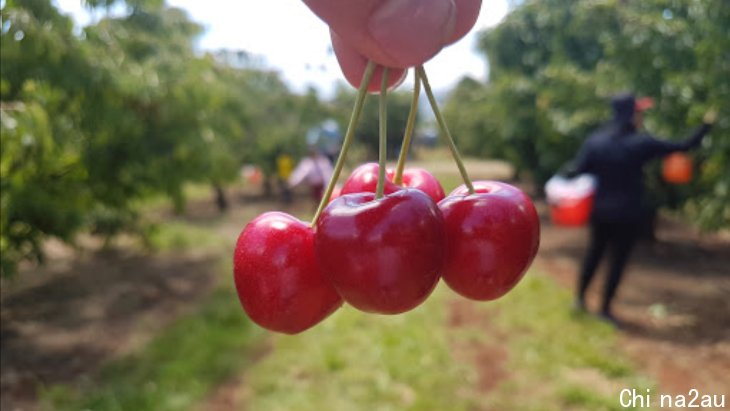 Where to go Cherry Picking in Melbourne | ellaslist