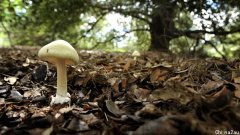 【生活】堪培拉三人食物野生蘑菇住院
