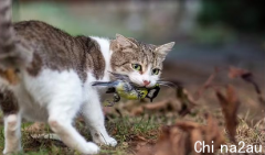 澳洲小猫杀死大量野生动物 政府拟限制小猫出门