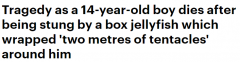 澳14岁少年遭箱形水母缠身！跌撞着出水求救，经