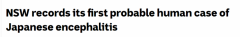 新州疑似出现首例日本脑炎人类病例，当局警告