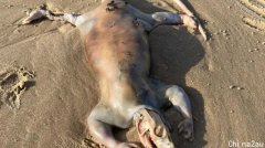 澳知名海滩惊现“外星人”：四肢像人类，居然