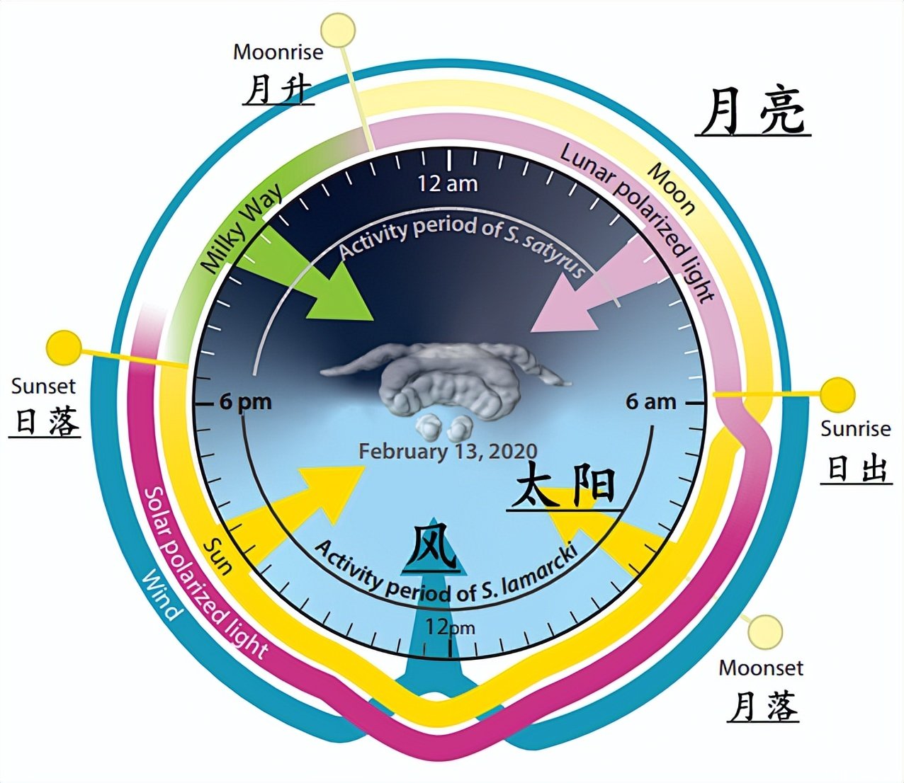 屎壳郎，拯救澳大利亚