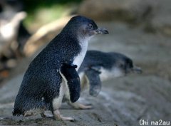 离奇！澳南部海滩20只无头企鹅冲上岸，斩首切面超整齐，科学家急追死亡谜团（组图）