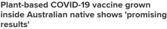 突破 | 澳洲本土植物用于新冠疫苗制造，预防重病有效性高达78.8%！海外已获批推广
