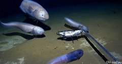 澳洲西部深海发现一种全新鱼类，“暗黑果冻鱼”出水面瞬间融化（图）