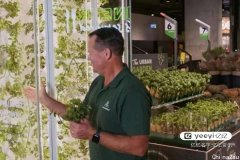 悉尼Woolworths推出店内“垂直农场”，食物新鲜环保，各类香料植物均为$3