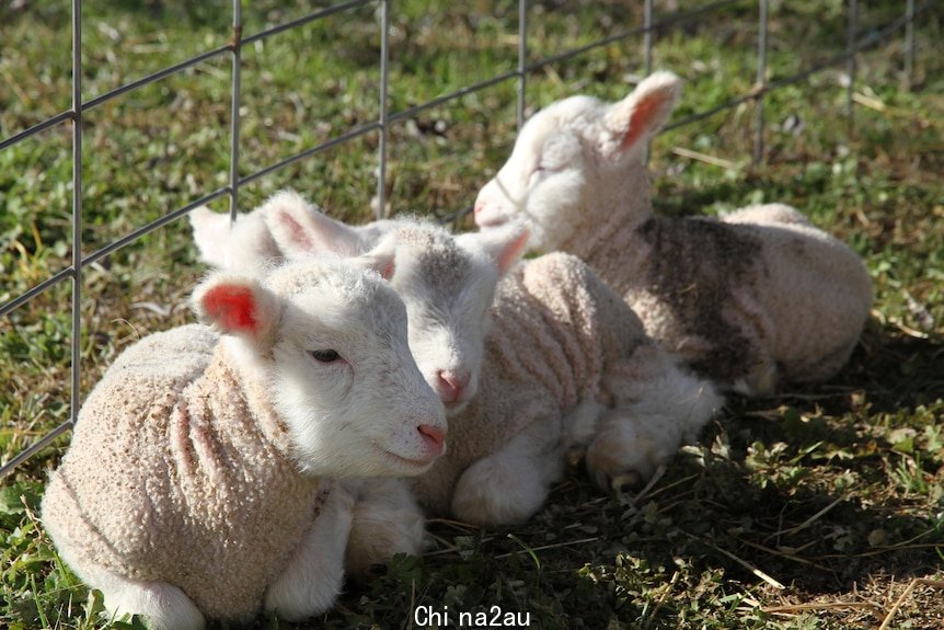 Four lambs snuggle together