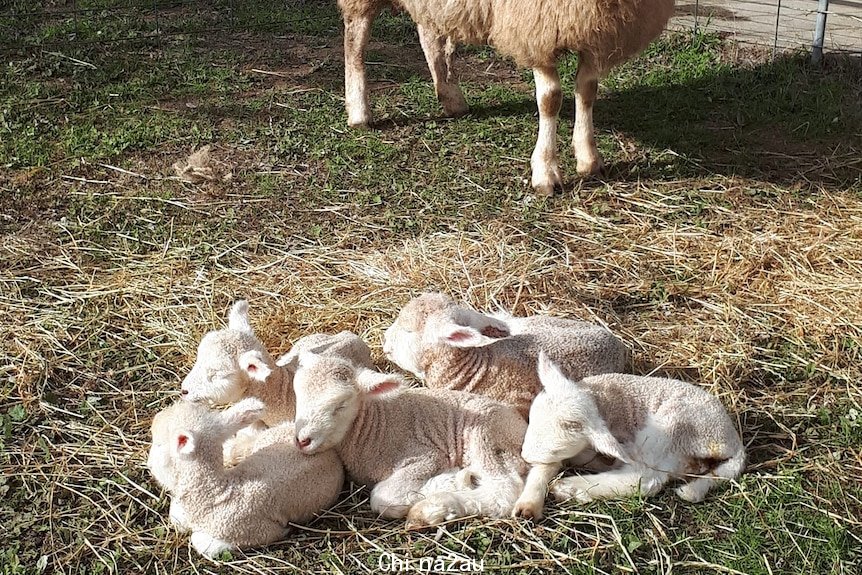 A group of five lambs huddle together