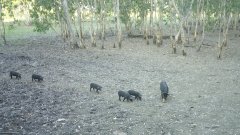 Kakadu 国家公园重启了空中猎杀，已经消灭了6000多头野猪