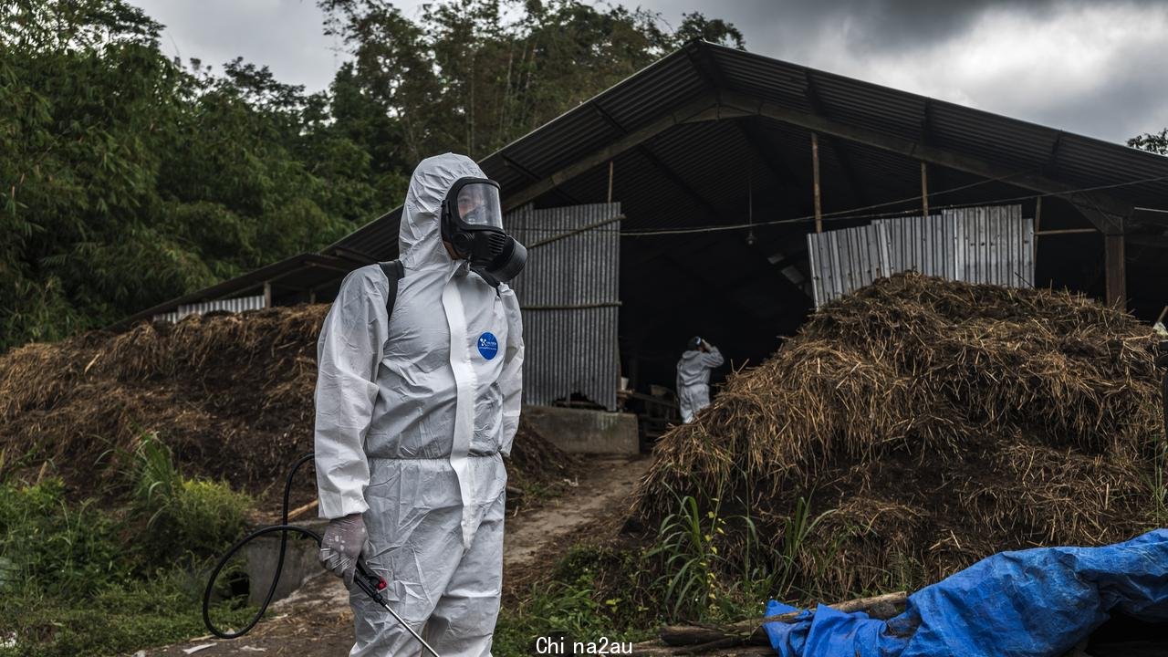 An officer prepares to spray disinfectant on a cattle farm that has been infected with foot and mouth disease on July 22, 2022 in Yogyakarta, Indonesia. Photo by Ulet Ifansasti/Getty Images