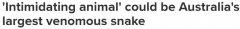 澳洲“最大毒蛇”什么样？2.68米、7.8公斤，毒液可杀死20多名成年男子！（组图）