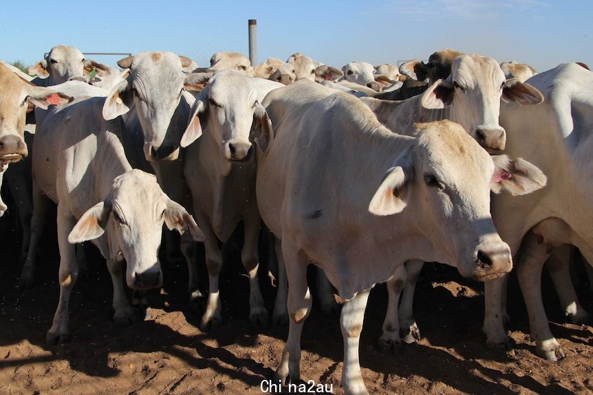 Grey Brahman cattle in yards.