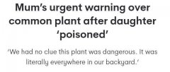 澳洲6岁女孩后院采花后不幸中毒！悉尼这些地区土壤“有毒”，种植蔬菜要当心（组图）