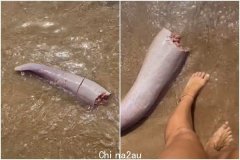 澳洲一截“巨型肉棒”冲上岸！她吓坏以为是条腿，专家解释更惊人（图）