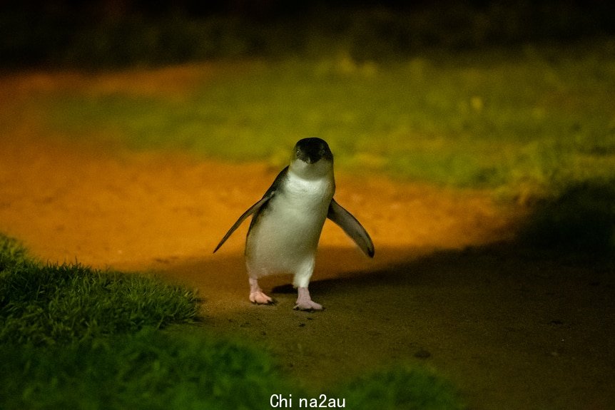 A Little Penguin waddles along the ground.