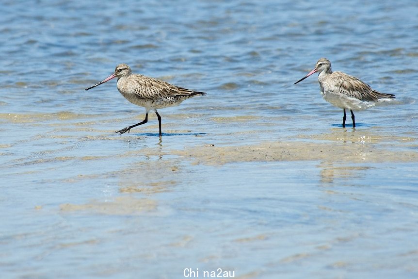 Speckled, long-billed birds in the shallows at a beach.